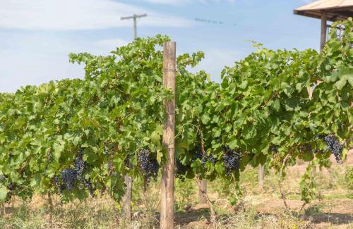 Lujan de Cuyo Villa | Coirones del Pedemonte