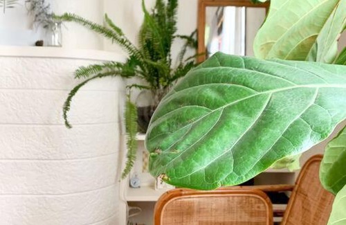 Petersham Apartment | Comfortable Studio Gem in the heart of Petersham