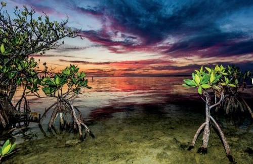 Marathon Hotel | Conch Key Fishing Lodge & Marina