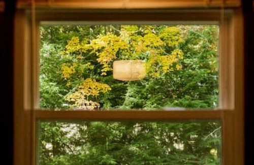 Tylersburg Cottage | Coon Creek Cottage minutes from National Forest