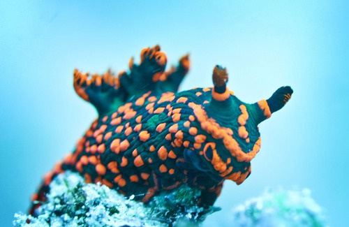 Cairns Central Business District Boat Rental | Coral Sea Dreaming Dive and Sail