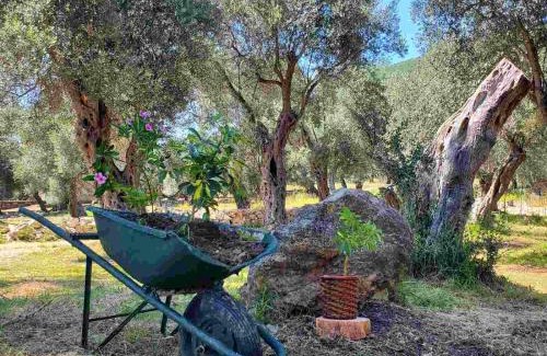 Ulcinj House | Coratina Cottage