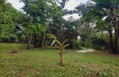 Los Planes Cabin | corcovado green parrot