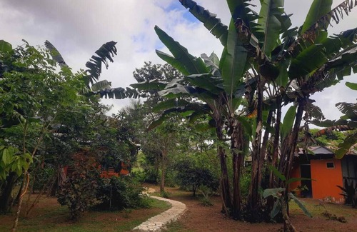 Los Planes Cabin | corcovado green parrot