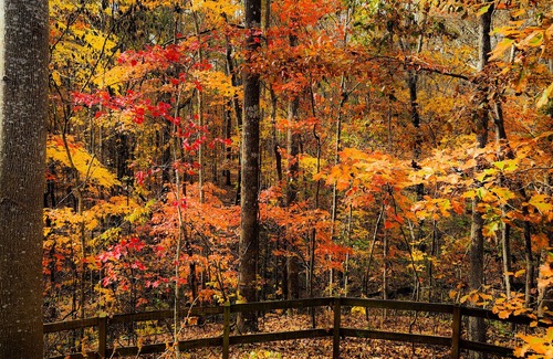 Gumlog House | Cottage on Lake Hartwell! Cozy fireplace, wooded trail to dock, & dog friendly!