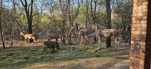 Marloth Park House | Cottage On Naboom