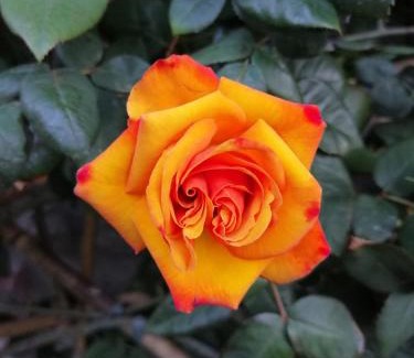 Bellagio Apartment | COTTAGE ROSE