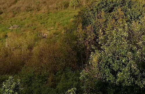 Aspen Springs Cottage | Cozy Cabin tucked away in the hillside amongst the best wildlife. views........