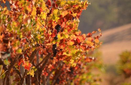 Paso Robles House | Crafty Oak House