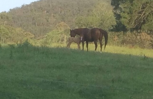 Sweetmans Creek Other | Cranky Rock Cottage - hunter valley paradise