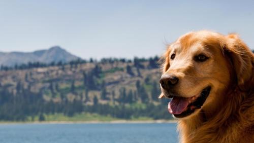 Dogwood Mountain House | Creekside Cabin - Pup-friendly With Ac