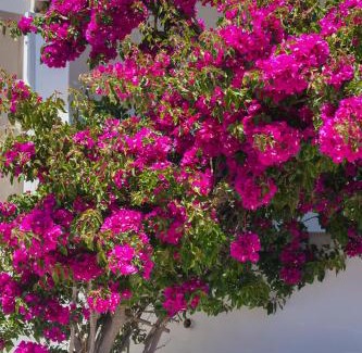 Aliki Bed & Breakfast | Dahlia Apartments And Studios