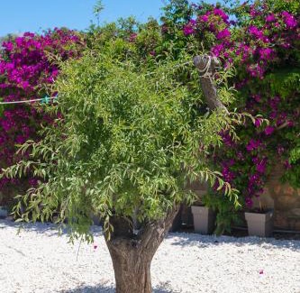 Aliki Bed & Breakfast | Dahlia Apartments And Studios