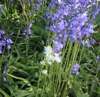 Rhayader House | Delfryn Cottage