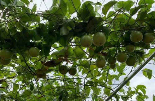 Phong Dien House | Discovery Mekong local's life - Breakfast TwoBoatTours Included for 2nights