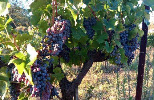 Brignoles Bed & Breakfast | Domaine Tombarel