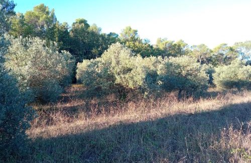 Brignoles Bed & Breakfast | Domaine Tombarel