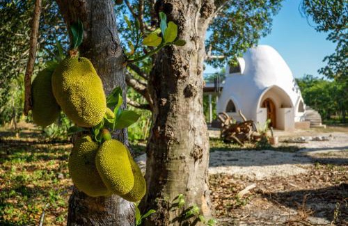 Chiquila Other | Dome @Jackfruit Jungle Paradise