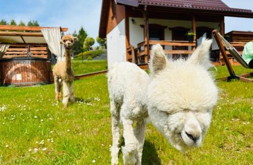 gmina Stezyca Cabin | Domek Eden 1 Kaszuby balia sauna alpaki mini zoo