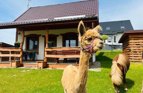 gmina Stezyca Cabin | Domek Eden 1 Kaszuby balia sauna alpaki mini zoo