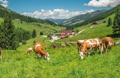 Niederau Cottage | Doppelzimmer, Dusche, WC - Pension Leitenhof