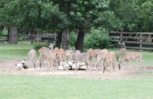 Bandera Bed & Breakfast | Double U Barr Ranch - Cowboy Cabin