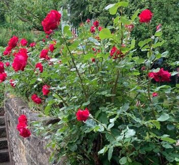 Matlock Bed & Breakfast | Ellen House Bed and Breakfast