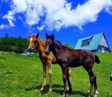 Zabljak Ski Chalet | Etno village Katun