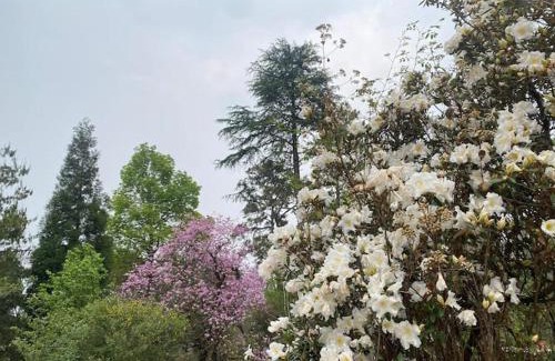 Shillong House | Evergreen Cottage