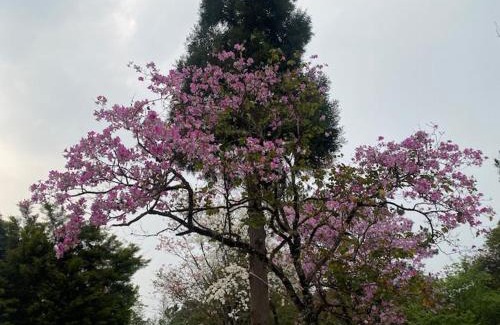 Shillong House | Evergreen Cottage