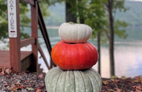 Butler Cabin | Fall for Lakefront Bear Cub Cabin on Watauga Lake
