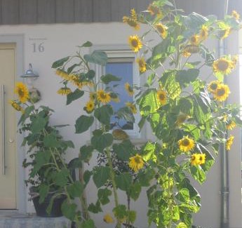 Salem Apartment | Ferienwohnung am Obstgarten