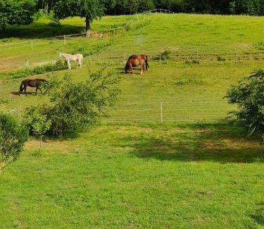 Sankt Martin an der Raab Apartment | Ferienwohnung Landliebe, nahe Jennersdorf und Therme
