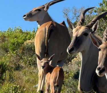 Gansbaai House | fijnbosch manor at romansbaai