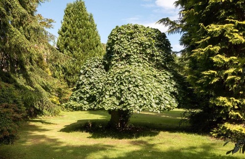 Forres Cottage | Firlands House