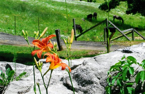 Bakersville House | Five-star, Romantic Cozy Home Built Right Over the Waterfalls Very Pet Friendly