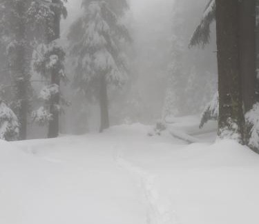 Dalhousie Hotel | Forest Vibes Kalatop