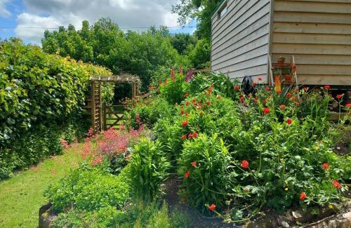 Dulverton Other | Foxgloves