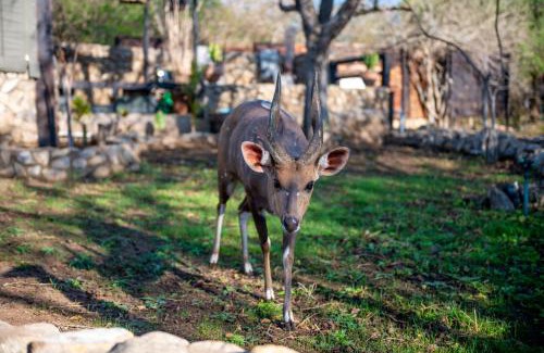 Marloth Park Cabin | Foxy Crocodile Bush Lodge & Kruger Safari's - No Loadshedding