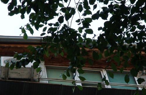 Bucharest City-Centre Apartment | FRENCH EMBASSY Studio, Amzei historic center, quiet, downtown