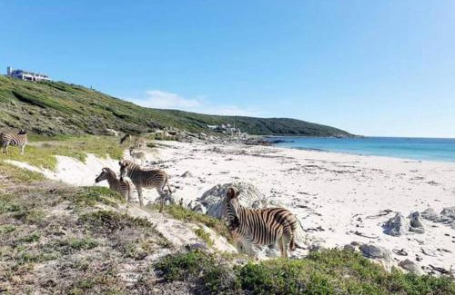 Gansbaai House | Fynbos Barn