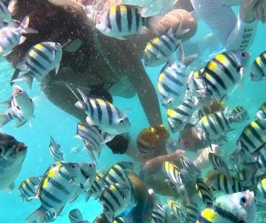 Gili Trawangan House | Gili Mesari Cottages & Homestay