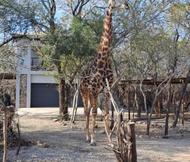 Marloth Park Apartment | Giraffe Studio @ Kruger