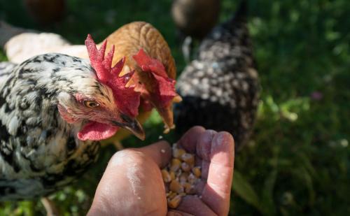 Sorano Other | Glamping in Toscana, luxury tents in agriturismo biologico