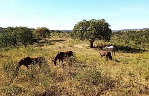 Abris Other | Glamping Safari da Paz