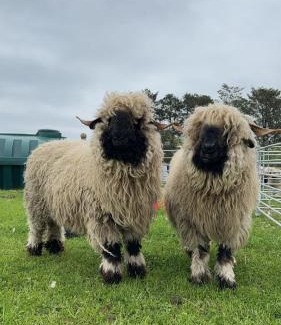 Elgin House | Glampods Glamping Pod - meet Highland Cows and Sheep Elgin