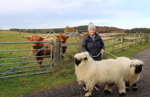 Elgin House | Glampods Glamping Pod - meet Highland Cows and Sheep Elgin