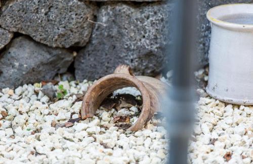 Pennisi House | Gli Ulivi Dell'Etna