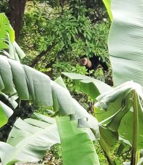 Quebrada Grande House | Grand Luna - Monteverde