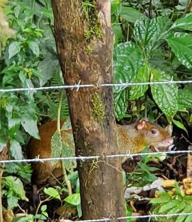 Quebrada Grande House | Grand Luna - Monteverde